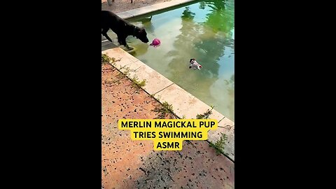 PUPPY WADING#goodvibes #shortsfeed #asmr #puppy #joy#happiness #poolsidevibes #waterdog #watersounds