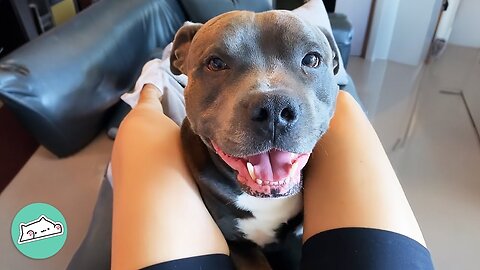Nervous Pittie Becomes The Biggest Mama's Boy | Cuddle Buddies