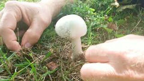 DEADLY AMANITA IN OUR BACKYARD