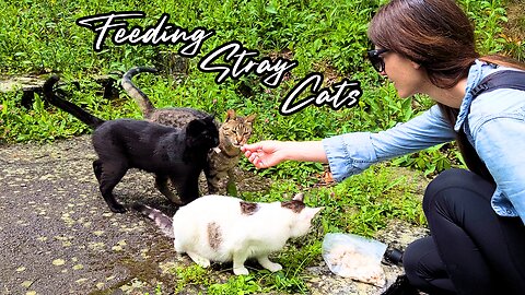 Wild Cats in the Mountains - Feeding Stray Cats