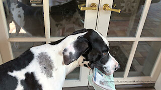 Happy Great Dane Has Fun Delivering The Newspaper