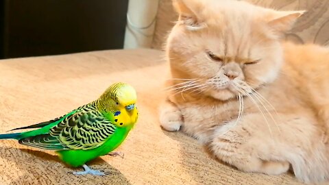 Кот и птица, милые животные #190