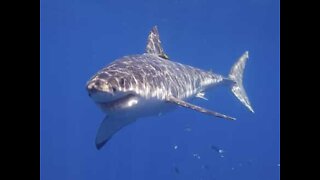 Un grand requin blanc effraie des pêcheurs australiens