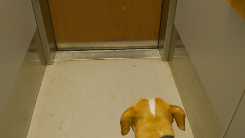 Dog riding elevator