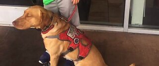 Las Vegas family with service dog tossed from restaurant, investigation launched