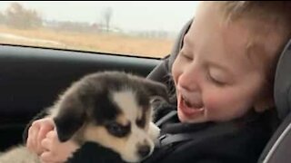 Menina com paralisia cerebral recebe cãozinho filhote!