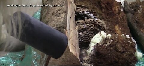 First Murder Hornets nest found in Washington State