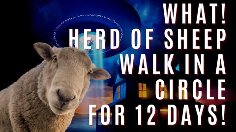What? A massive herd of sheep walk in a circle non-stop for 12 days!