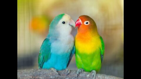 Love birds singing