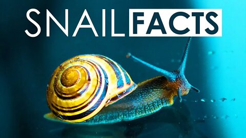 INTERESTING FACTS ABOUT SNAILS | ANIMAL FACTS | SHELL OF SNAILS | SNAILS AS FOOD