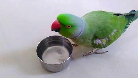 parrot drinking water glass