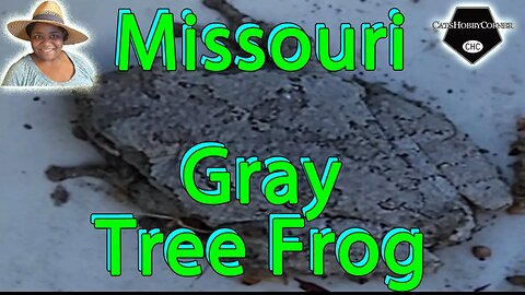 #missouri Gray #treefrog - #catshobbycorner