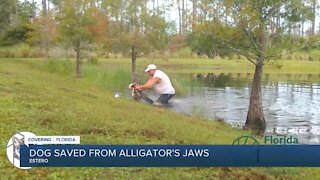 Dog saved from alligator's jaws