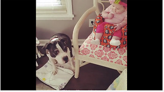 Baby cracks up at dog catching treats