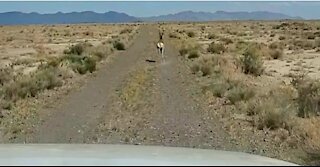 Crazy antelope running down the road in front of our truck