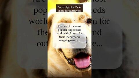 Fun Facts about Labrador Retrievers