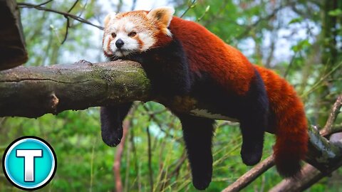 World's Weirdest Animals: Red Panda