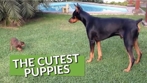 We've Gathered Our Cutest Puppies Into One Amazing Compilation. Enjoy!