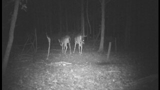 Buck using my licking branch