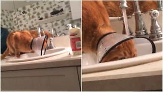 Se denne kat der prøver at drikke vand med en beskyttelseskrave om halsen!