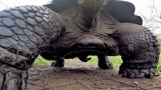 Giant Galapagos tortoise knocks over GoPro and films his belly as he passes by