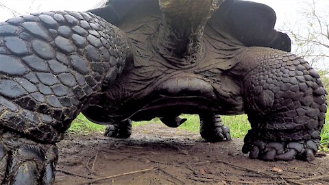 Giant Galapagos tortoise knocks over GoPro and films his belly as he passes by