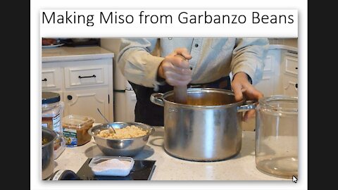 Making Miso at Home using Garbanzo Beans