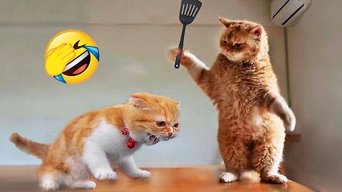Cute kitten and funny cats🤣 #funny #cats