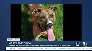 Mandy the dog is up for adoption at the Maryland SPCA