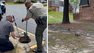 Brave officers rescue nine ducklings from storm drain