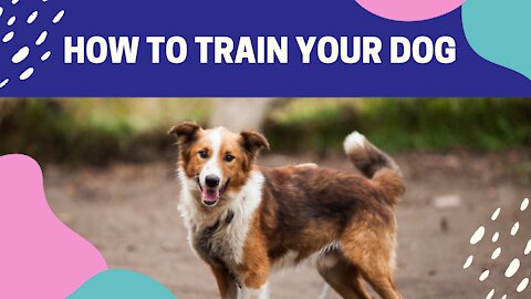 10 Best Dog Training Commands | How to train a Dog