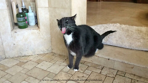 Shower-loving cat shakes water off just like a doggy