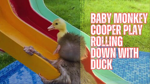 Baby monkey Cooper playing with So cute duckling roll down a slide full of koi fish