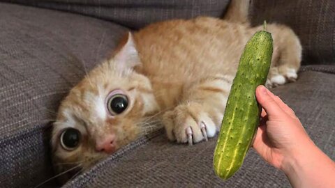 Cucumbers Scare - The Life Of Cats