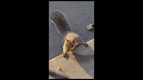 Feeding a Little Squirrel Friend. Silly Puppy Voice Included!