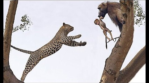 LEOPARD ATTEMPTS TO CATCH BABY BABOON BUT ENDS UP CATCHING THE MOTHER