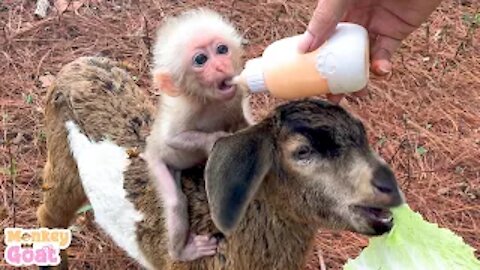 Baby monkey and goat crave milk