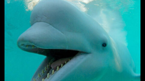 Wild Dolphins Swimming In The Ocean