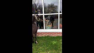 Princess the Pony cheers up seniors at nursing home