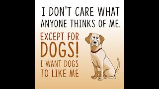 Don't Care What Anyone Thinks Except For Dogs [GMG Originals]