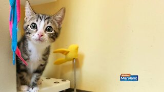 Maryland SPCA - Pet Picture Tips