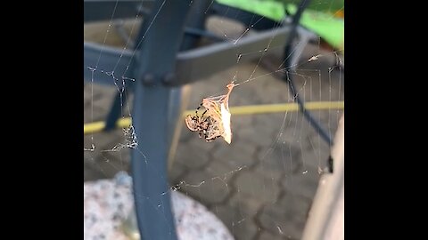 Spider and its prey in slowmotion