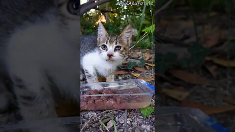 Tiny Adorable Stray Kitten Gets Life Saving Food