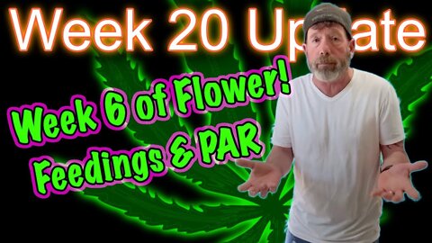 Week 6 of Flower - OG Kush & Bruce Banner Cannabis Grow in 2x4 Tents + PAR Readings & Feeding Notes