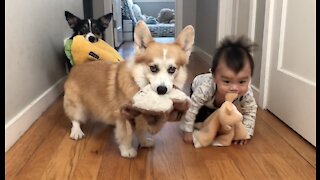Two corgis and a baby play with stuffed animals in their mouths