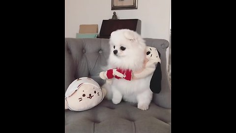 Pomeranian sings in cutest way imaginable