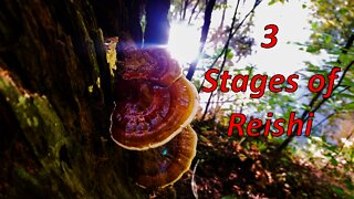 3 Stages of Reishi Mushroom Development. Identifying wild medicinal mushrooms #shorts