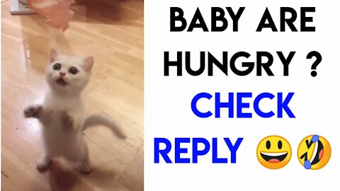 Baby are you hungry , funny voice replied by baby 😺