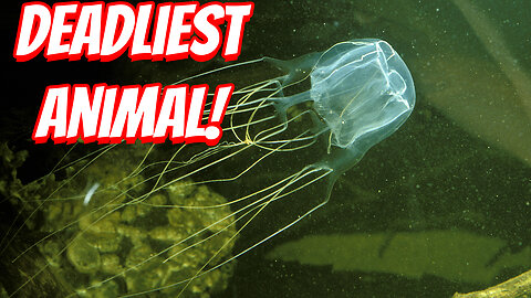 The Deadly Is The Box Jellyfish!