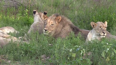 Dinokeng Hartbees Boskamp - Hartbees Bushcamp a rustic bush camp in a Big 5 reserve outside Pretoria